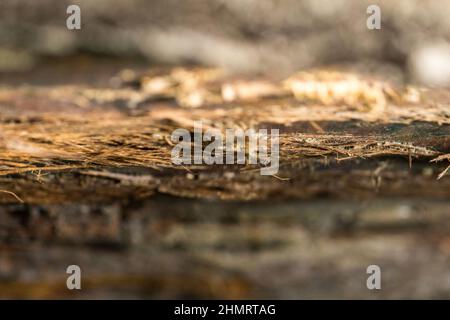 gros plan de la peau de l'arbre à éplucher avec flash Banque D'Images