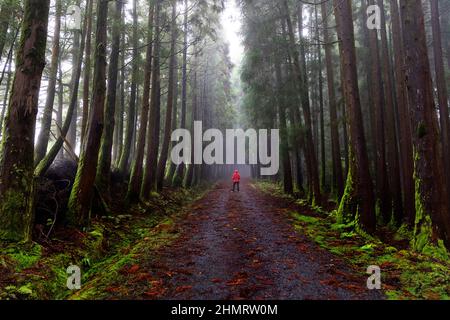 Femme en blouson rouge debout sur un chemin boisé couvert de feuilles mortes dans une forêt décidue magique, Terceira, Açores, Portugal Banque D'Images