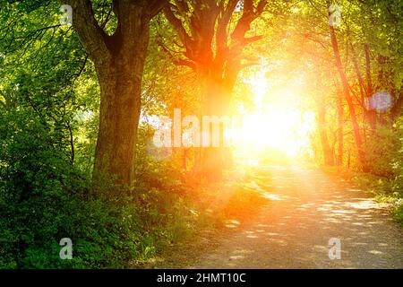 route rurale à travers la forêt verte profonde. été naturel avec un fond lumineux Banque D'Images