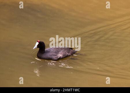 Un coq rouge, Fulicia Cristata, nageant sur un lac, dans lequel vous pouvez juste voir la réflexion des oiseaux, à Magoebaskloof, Afrique du Sud Banque D'Images