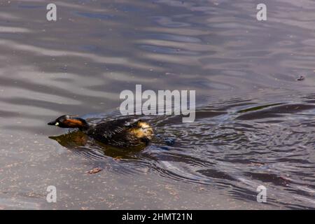 Un petit grebe, tachybaptus ruficollis, nage rapide, chasse animée, au-dessus d'un lac dans le parc de banlieue, Kloofendal, à Johannesburg, Afrique du Sud Banque D'Images