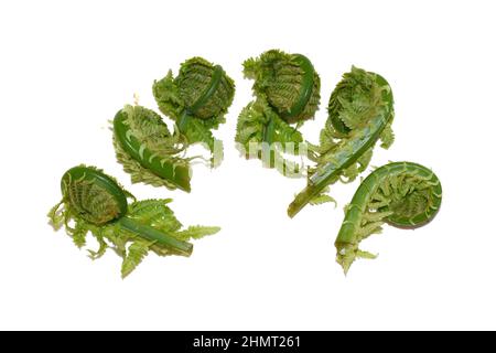 Nouvelles feuilles vertes comestibles de la fougère d'Ostrich Matteuccia struthiopteris sur fond blanc Banque D'Images