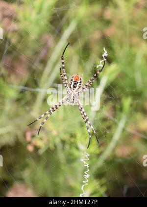 Araignée de jardin à bandes Argiope trifasciata orbweaver en toile montrant la glande de rotation Banque D'Images