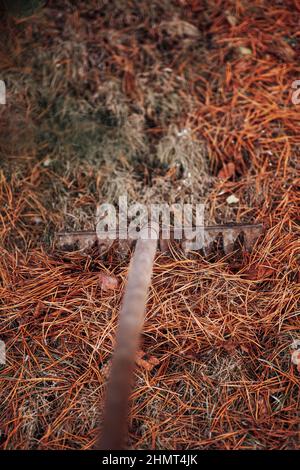 Nettoyage du territoire de la cour de maison de campagne des aiguilles de pin brun sec avec l'aide de râteau. En utilisant des feuilles comme engrais organique écologique ou Banque D'Images