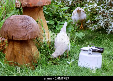 De véritables poulets domestiques dans un jardin d'herbe verte le jour de l'été Banque D'Images