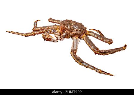 Crabes vivants crus du kamchatka Paralithodes camtschatica isolés sur fond blanc Banque D'Images