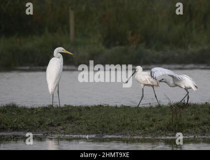 Grande aigrette et Spatules dans le marais de la bassée Saint Firmin en baie de somme. Réserve naturelle et ornithologique. Banque D'Images