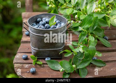 Myrtilles sucrées dans un seau en métal sur une chaise en bois. Baies fraîchement récoltées dans le jardin. Banque D'Images