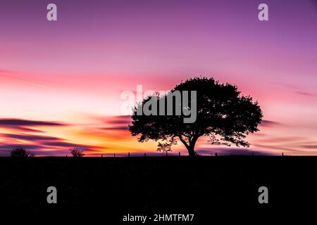 Une silhouette d'ancien arbre sur un coucher de soleil coloré en été dans le parc national d'Eifel Banque D'Images