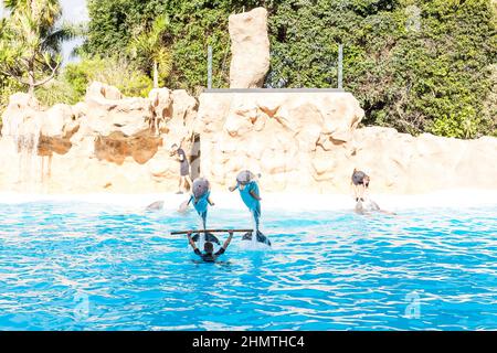 PUERTO DE LA CRUZ, TENERIFE - 7 janvier 2020 : spectacle de dauphins dans le Loro Parque, qui est maintenant la deuxième plus grande attraction de Ténérife avec celle de l'europe Banque D'Images