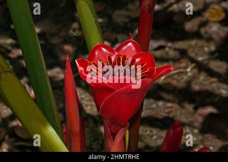 Etlingera elatior (gingembre flambeau) est originaire de Thaïlande, de Malaisie et de Nouvelle-Guinée où il pousse dans la forêt tropicale. Banque D'Images