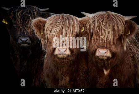 Gros plan de trois veaux des Highlands (Bos taurus taurus) sur fond noir Banque D'Images