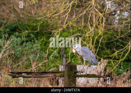 Heron gris (Ardea cinerea) avec une poussin de jeune mort dans sa bouche, assis sur une clôture en panne dans la campagne du suffolk Banque D'Images