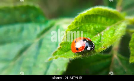 Coccinelle sur la feuille verte. Coccinella septempunctata, la coccinelle à sept points Banque D'Images