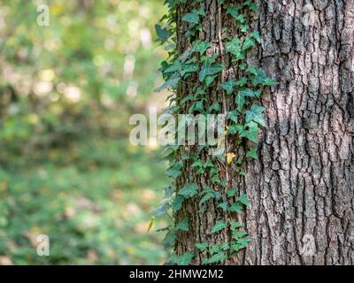 Feuilles vertes d'Ivy sur l'écorce de l'arbre dans la forêt Banque D'Images