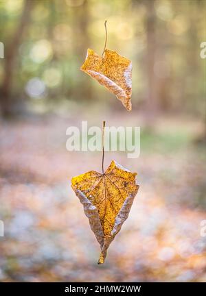 Deux feuilles d'automne jaunes pendent d'un filet mince de toile d'araignée dans la forêt. Banque D'Images