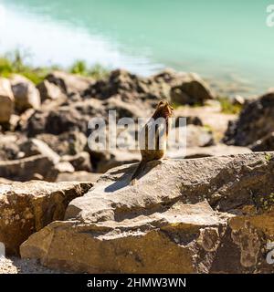 Écureuil assis sur un rocher à Lake Louise en été banff canada Banque D'Images