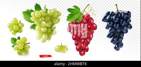 Ensemble de raisin vert, noir et rose isolé. Illustration vectorielle réaliste de différents raisins. Illustration de Vecteur