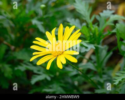 Photo d'Heliopsis avec des fleurs jaunes prises dans une forêt tropicale à la lumière naturelle. Banque D'Images