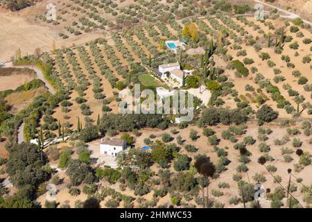 Ronda, province de Malaga, Andalousie, Espagne. Vue sur la finca parmi les oliveraies. Banque D'Images
