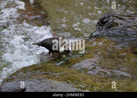 Balancier faisant ce qu'il fait le mieux tremper sa tête sous l'eau à Lynmouth dans Devon Banque D'Images