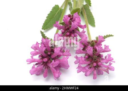Echte Betonie, Betonica officinalis, Auch Heil-Zest, Heilbatunge, Flohblume, Pfaffenblume, Zahnkraut oder Zehrkraut genannt, ist eine Pflanzenart aus Banque D'Images
