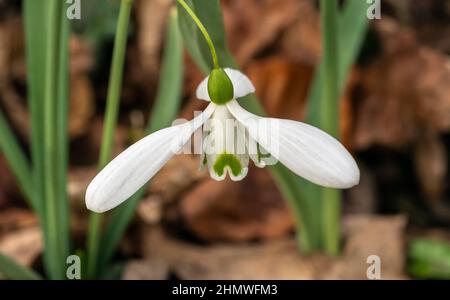 Galanthus 'Magnet' (goutte d'eau) plante à fleurs bulbeuse d'hiver du printemps avec une fleur de printemps verte blanche en janvier, photo de stock Banque D'Images