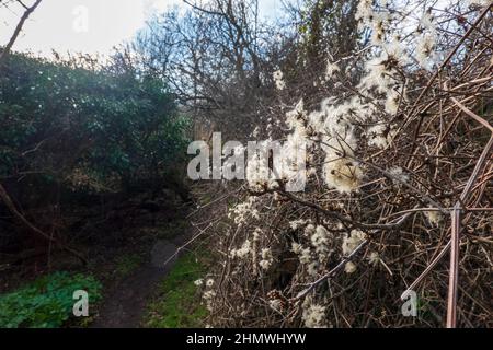 Les panaches à plumes de clématis sauvages Clematis vitalbis Banque D'Images