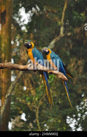 Paire d'aras bleus et jaunes perchés sur la branche, pris dans Parque das Aves Brésil Banque D'Images