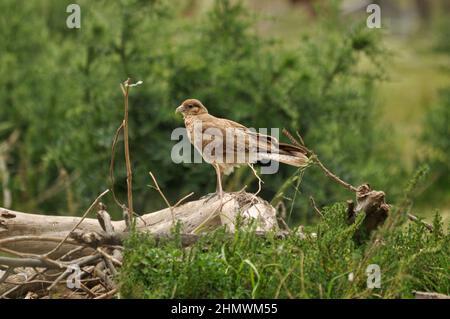 Chimango caracara (Milvago chimango) perchée sur une bûche morte, prise près de Buenos Aires, Argentine Banque D'Images