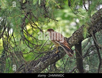 Chimango caracara (Milvago camago) perchée sur une branche dans un arbre, prise près de Buenos Aires, Argentine Banque D'Images