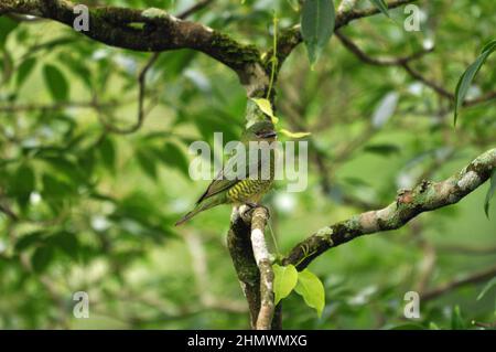 Jaune verdâtre (Sicalis olivascens) perchée sur une branche, vue latérale. Prise aux chutes d'Iguazu, Argentine Banque D'Images