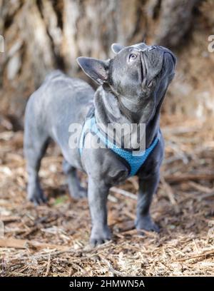 7-mois-Old Isabella Blue mâle Frenchie regardant vers le haut. Parc pour chiens hors-laisse dans le nord de la Californie. Banque D'Images