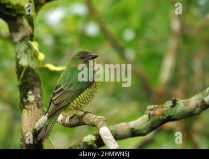 Jaune-Finch verdâtre (Sicalis olivascens) perchée sur une branche, prise aux chutes d'Iguazu, en Argentine Banque D'Images