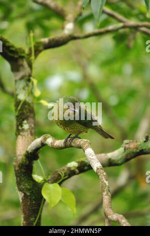 Jaune-Finch verdâtre (Sicalis olivascens) perché sur une branche face à la caméra, prise aux chutes d'Iguazu, en Argentine Banque D'Images