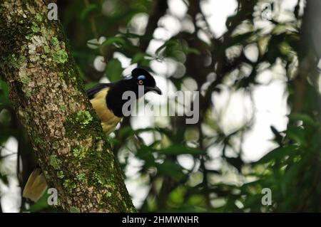 jay à crête en peluche (Cyanocorax chrysops) perché dans un arbre. Pris dans le parc national des chutes d'Iguazu, Argentine. Banque D'Images