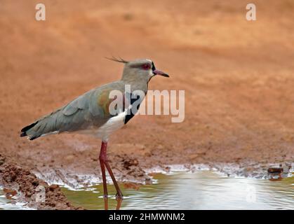 Rive sud du Laponis (Vanellus chilensis) passage à gué dans les marais et l'eau. Prise aux chutes d'Iguazu, en Argentine. Banque D'Images