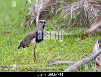 Rive sud du Laponis (Vanellus chilensis) passage à gué dans les marais et l'eau. Prise aux chutes d'Iguazu, en Argentine. Banque D'Images