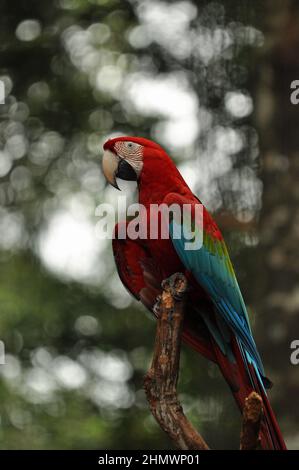 Macaw rouge et vert (Ara chloropterus) perchée sur une branche, prise à Parque das Aves, Brésil Banque D'Images