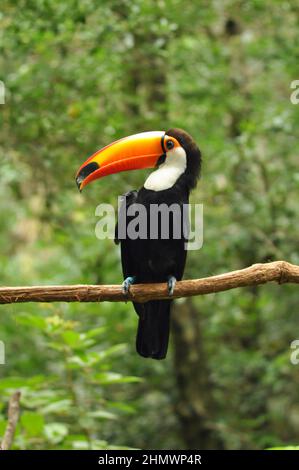 Toco Toucan (Ramphastos toco) perché sur une branche, face à la caméra, vue latérale. Prise aux chutes d'Iguazu, Argentine Banque D'Images