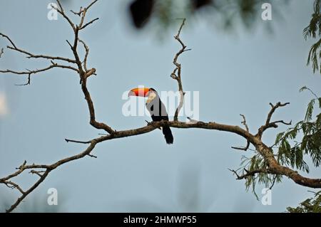 Toco Toucan (Ramphastos toco) perché sur une branche d'arbre, vue latérale. Prise aux chutes d'Iguazu, Argentine Banque D'Images