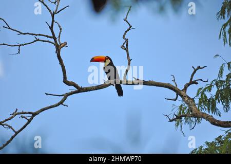 Toco Toucan (Ramphastos toco) perché sur une branche d'arbre, vue latérale. Prise aux chutes d'Iguazu, Argentine Banque D'Images