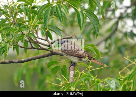 Moucherolle variégé (Empidonomus varius) perché dans un arbre sur une vue latérale de branche, prise aux chutes d'Iguazu, en Argentine Banque D'Images