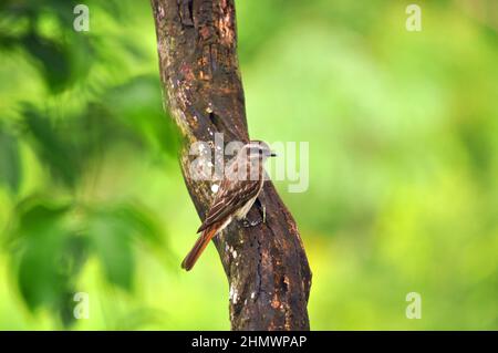 Moucherolle variégé (Empidonomus varius) perché dans un arbre sur une branche, pris aux chutes d'Iguazu, en Argentine Banque D'Images
