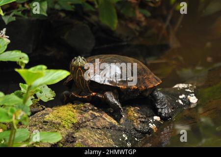 Un glisseur aux oreilles rouges ou un terrapin aux oreilles rouges (Trachemys scripta elegans) s'assit sur une bûche dans le marais et la jungle. Prise aux chutes d'Iguazu, Argentine Banque D'Images