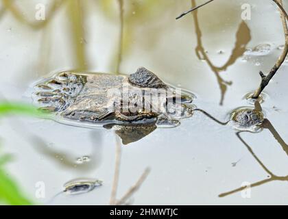 Yacare caiman (Caiman yacare) camouflé dans des eaux peu profondes avec seulement la tête exposée. Prise aux chutes d'Iguazu, en Argentine Banque D'Images