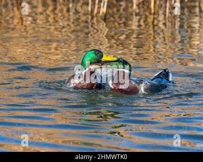 Mallard Anus platyrhyncha combats Drakes Banque D'Images