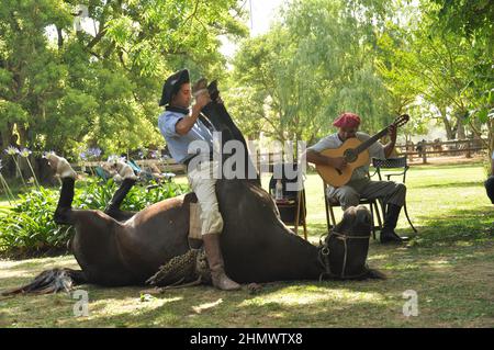 Gaucho argentin traditionnel montrant des compétences de cheval à la pampas debout au-dessus de cheval allongé sur ses jambes Banque D'Images