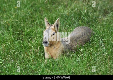 Patagonian Mara (Dolichotis patagonum) assis au milieu de l'herbe, vue latérale. Prise à Buenos Aires, Argentine Banque D'Images