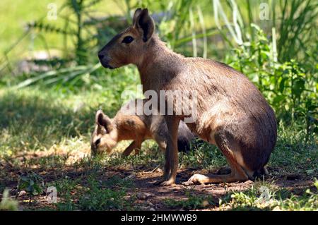 Patagonian Mara's (Dolichotis patagonum) assis au milieu de l'herbe, vue latérale. Prise à Buenos Aires, Argentine Banque D'Images